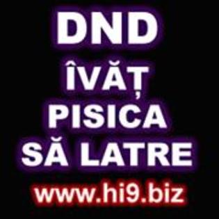 dnd invat pisica sa latre - poze cu scris