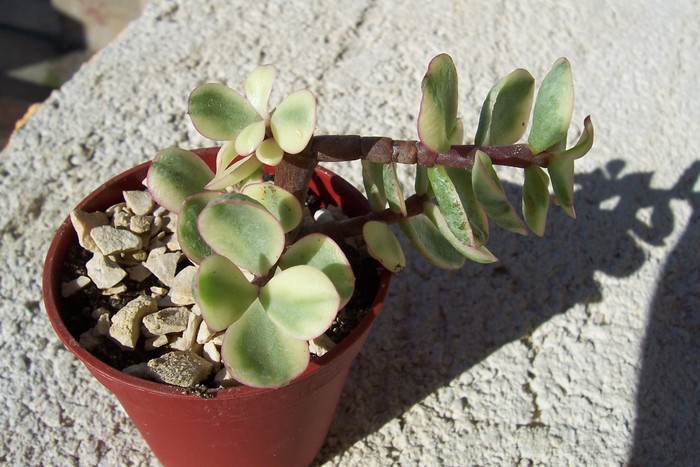 Portulacaria Afra f. variegata