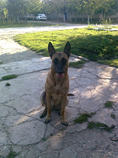 Bety - Ciobanesc  Belgian  Malinois