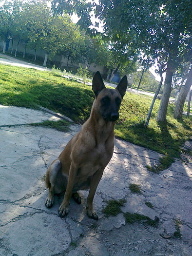 bety - Ciobanesc  Belgian  Malinois