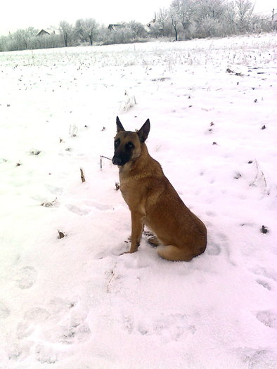 Bety 2011 - Ciobanesc  Belgian  Malinois