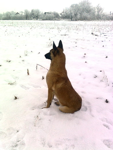 Bety2011 - Ciobanesc  Belgian  Malinois