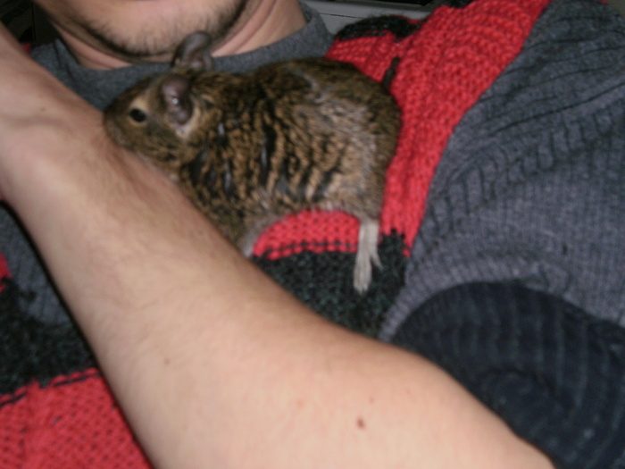 Degu in brate - Veverita Degu