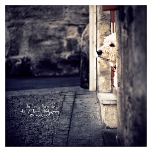 A lonely dog - Poze