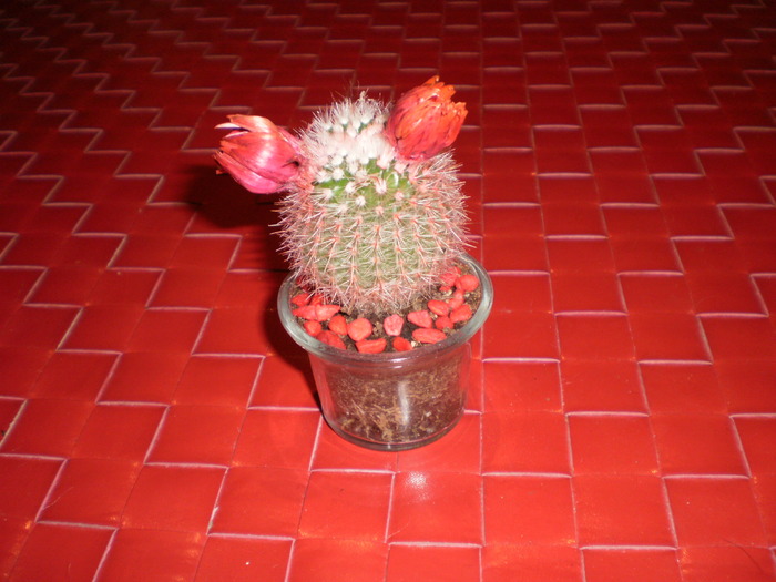 Cactus - Plante ornamentale