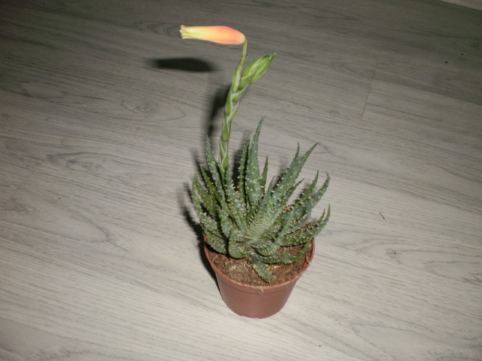 Aloe cu floare