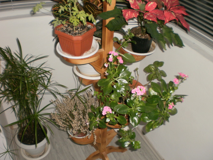 P2130245 - Plante ornamentale