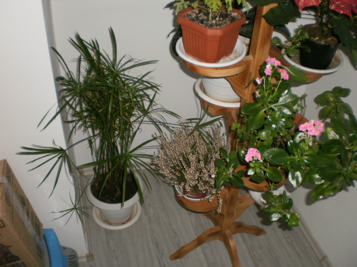 P2130246 - Plante ornamentale