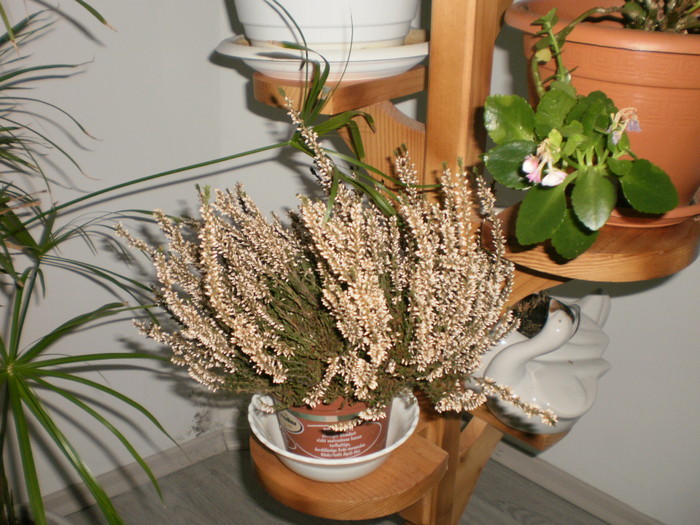 P2130247 - Plante ornamentale