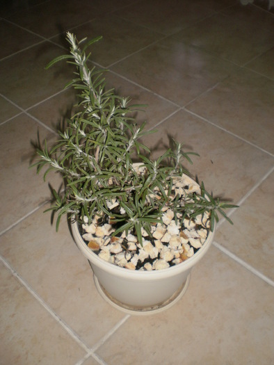 Rozmarin - Plante ornamentale
