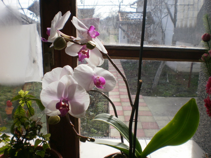 Orhidee - Plante ornamentale