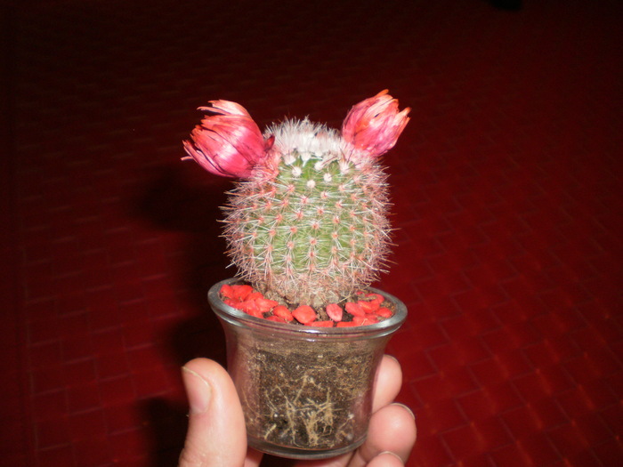 Cactus