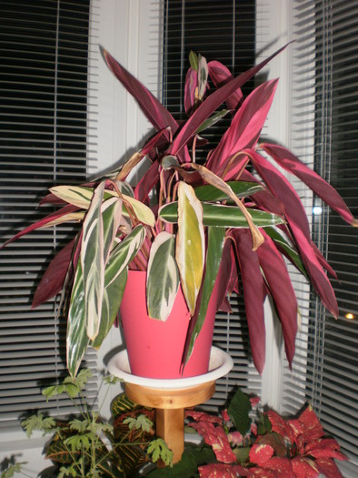 P2130243 - Plante ornamentale
