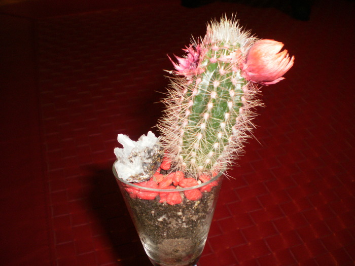 Cactus - Plante ornamentale