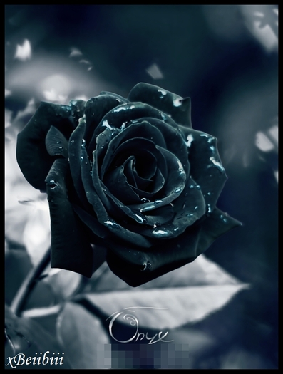 :x - Xx Magic roses - Nice xX