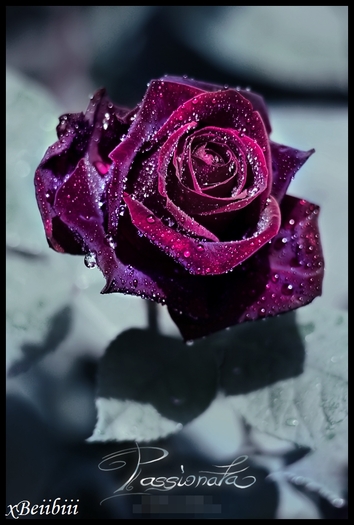 :x - Xx Magic roses - Nice xX