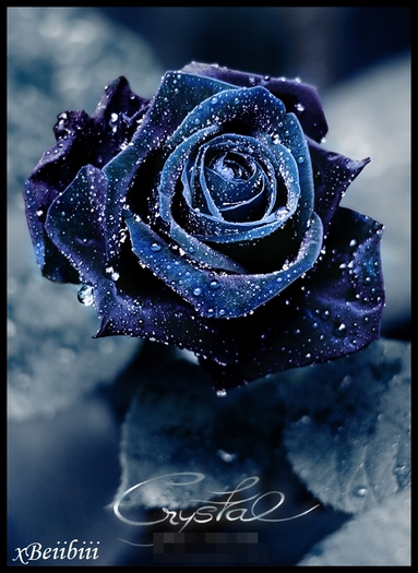 :x - Xx Magic roses - Nice xX