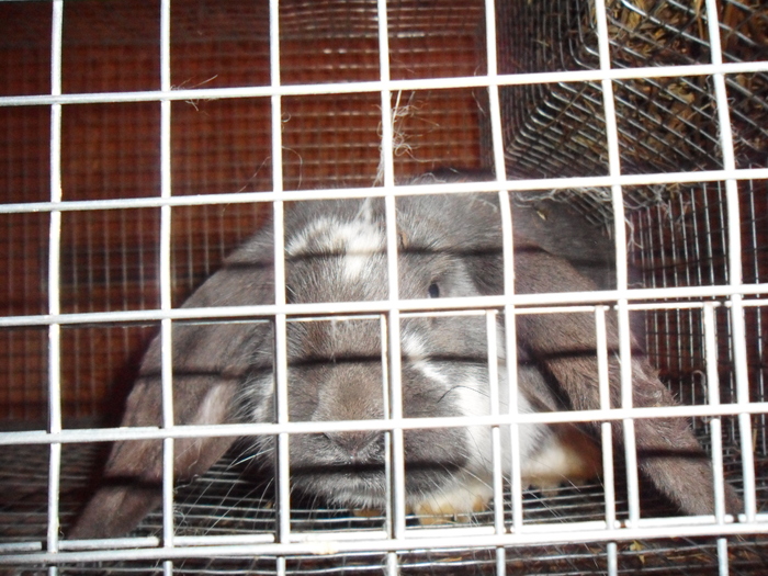 SAM_0154 - 3-3-ferma