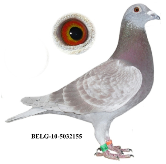 BELG-10-5032155-1