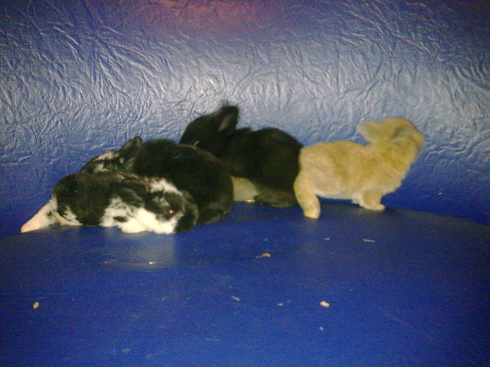 Image067 - 5-1-CALIFORNIENI SI BERBECI GERMANI