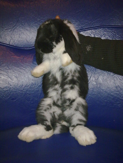 Image034 - 5-1-CALIFORNIENI SI BERBECI GERMANI