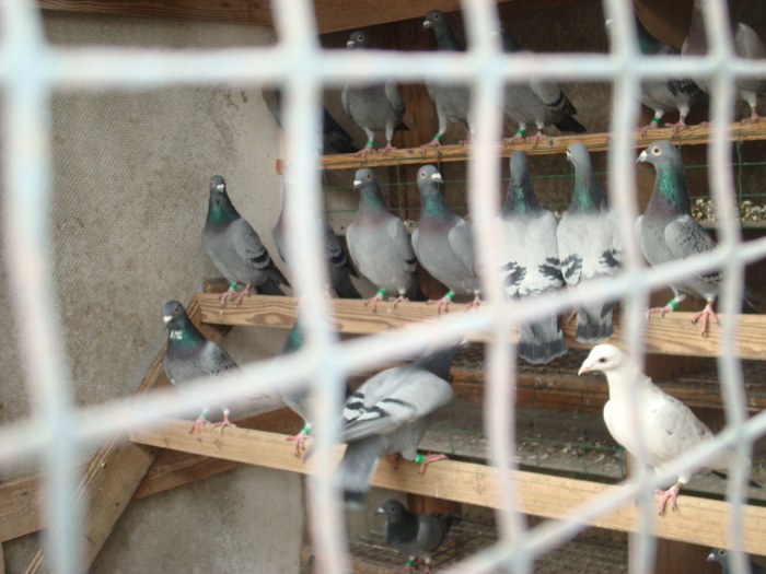 DSC04875 - vizita la ferma NATURAL BELGIA 13-02-2011