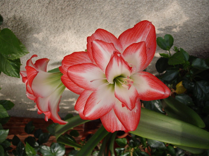 Blossom Peacock - Amaryllisi