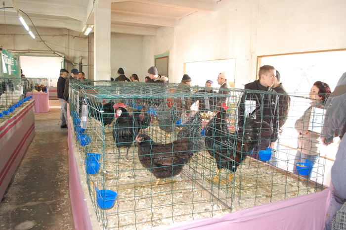 DSC_6128 - Expo 2011 Sibiu