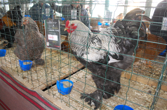 DSC_6129 - Expo 2011 Sibiu