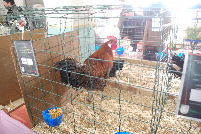 DSC_6131 - Expo 2011 Sibiu