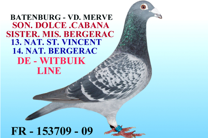 M 153709Fr, - VANZARE PORUMBEI