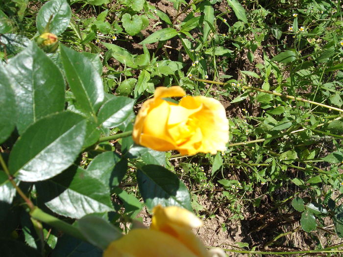 DSCF3544 - vara 2010