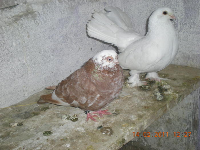 DSCN2963 - poze noi jucatori