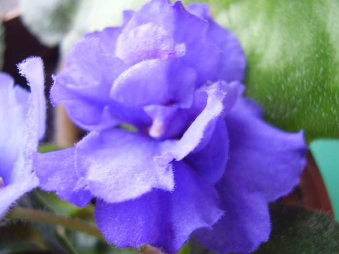 Peroni 249 - violete 2011