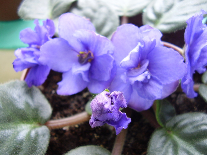 Peroni 255 - violete 2011