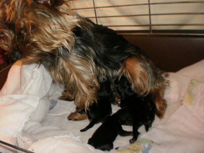 P2131133 - 03 arad joli  rasa yorkshire terrier