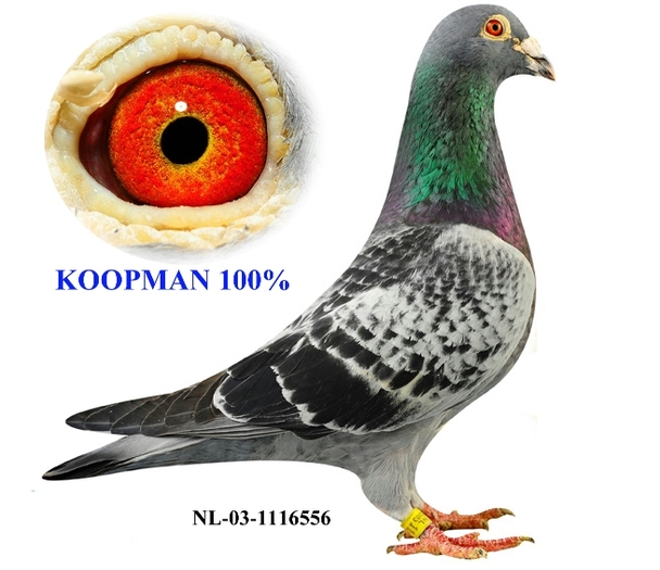 Koopman%20macho-1