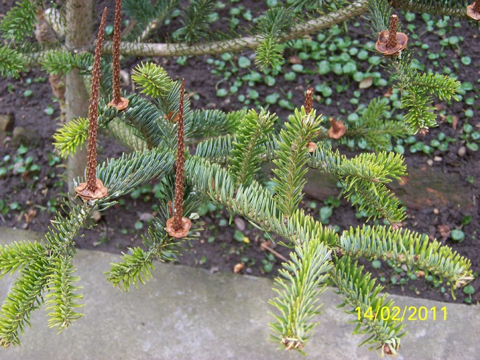 100_8745 - Iarna 2010  2011