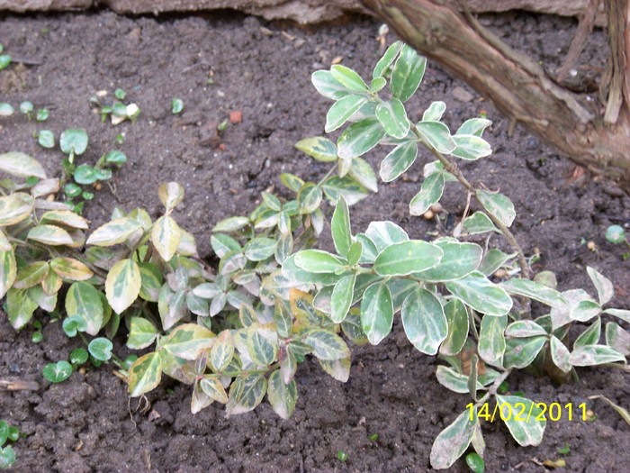 100_8746 - Iarna 2010  2011