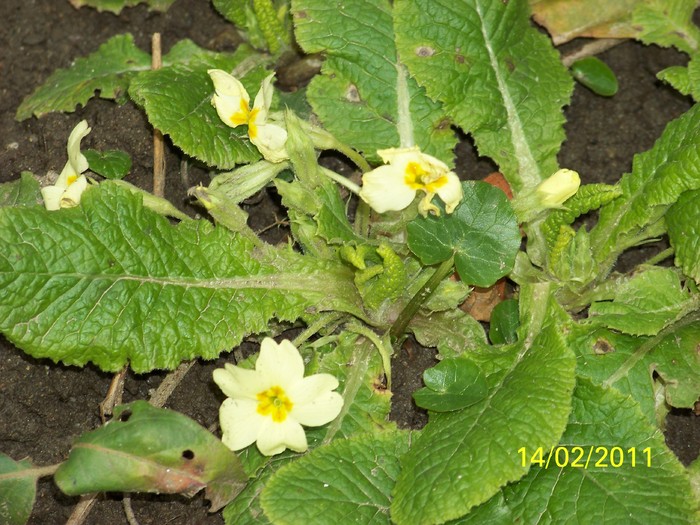 100_8748 - Iarna 2010  2011