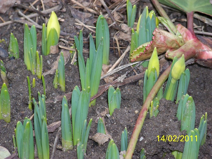 100_8749 - Iarna 2010  2011