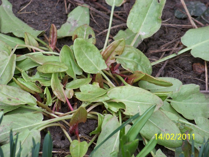 100_8750 - Iarna 2010  2011