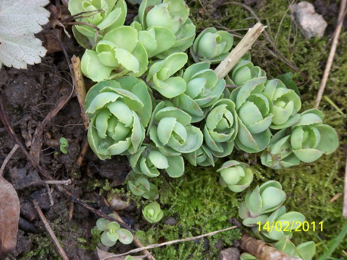 100_8764 - Iarna 2010  2011