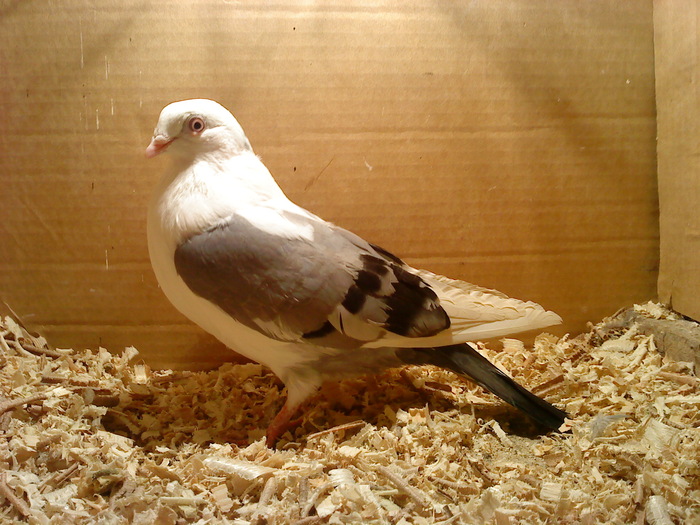 Data la Mircea in Oradea - D- Porumbei JUCATORI DE GALATI VANDUTI Album 1