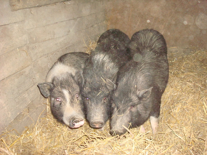 DSC06865