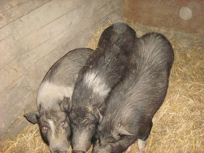 DSC06867