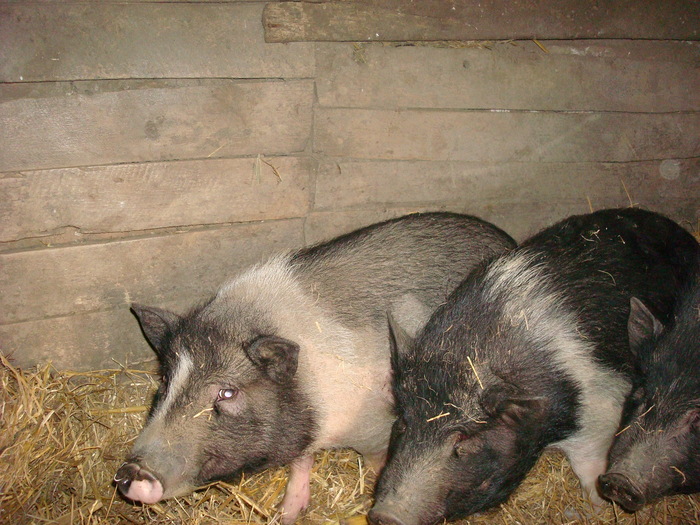 DSC06870
