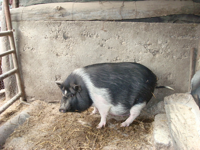 DSC06871