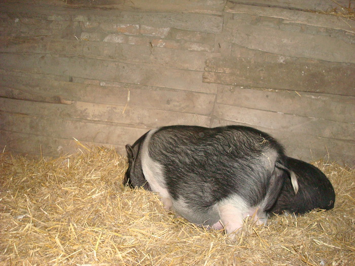 DSC06874