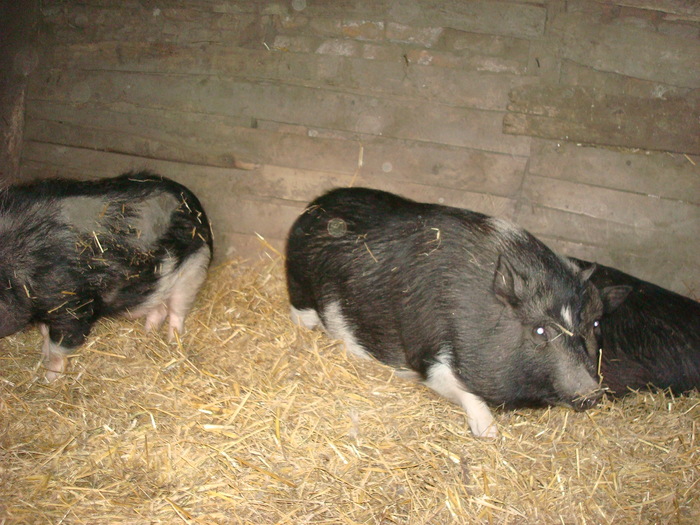 DSC06878